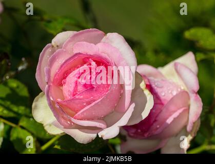 'Eden Rose, MEIviolon, Pierre de Ronsard, Eden Rose 85' Climbing Rose, Klätterros (Rosa) Banque D'Images