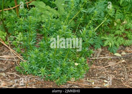 Galium aparine Banque D'Images