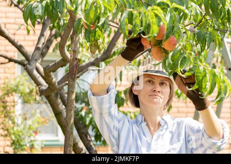 agriculteur femme horticulteur cueillant des pêches de l'arbre dans le jardin Banque D'Images