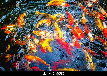 Koï poissons nageant dans un cercle dans un petit étang au Vietnam. Banque D'Images