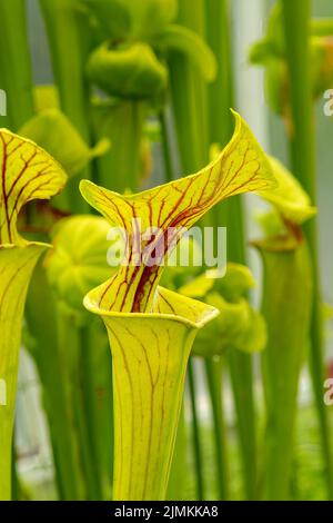 Sarracenia flava var. Ornata, Pitcherplant jaune Banque D'Images