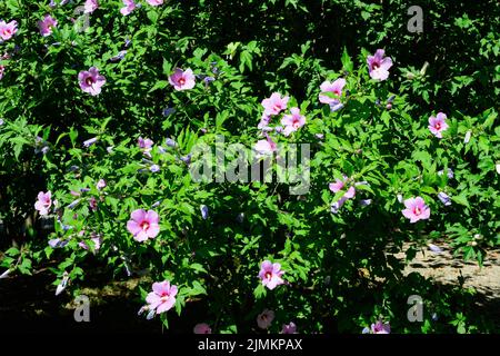 Fleurs roses magenta de l'hibiscus syriacus plante, communément connu sous le nom de rose coréenne, rose de Sharon, cétmia syrien, arbuste althea ou mouchelier rose, dans une garde Banque D'Images