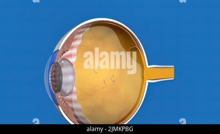 3D illustration médicale anatomie animée des yeux, formation de taches oculaires