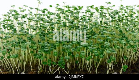 Chia pousses avec des feuilles vertes sur fond blanc, microvert. Additif pour salades et boissons, détox Banque D'Images