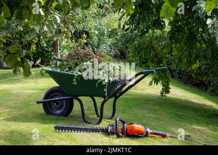 Jardinage - brouette pleine de boutures de haies à côté d'un taille-haie électrique. Banque D'Images