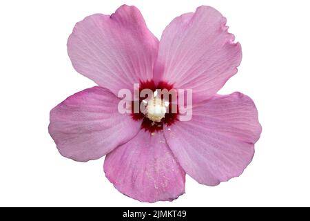 République ketmia rose pâle avec une profonde au centre rouge rose de Sharon 'Hamabo' Fleur isolé sur blanc. Banque D'Images