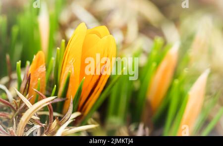 Le printemps arrive. Les premières crocuses jaunes dans mon jardin Banque D'Images