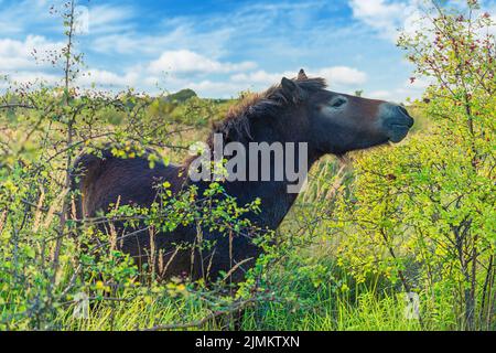 Un gros cheval brun se grise dans un pré et mange des feuilles d'un arbre. Copenhague, Danemark Banque D'Images