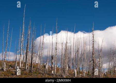 Pins de Pole de Burnt Lodge dans le parc national des Glaciers Banque D'Images