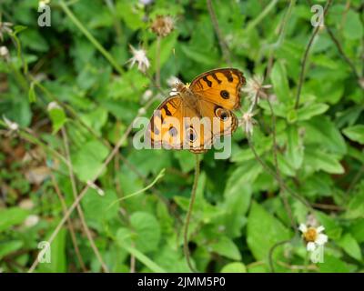 Le papillon Peacock Pansy ( Junonia almana ) cherche le nectar sur la fleur de l'aiguille espagnole dans le champ avec fond vert naturel Banque D'Images