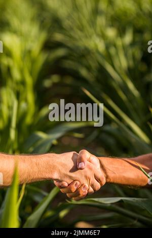 Gros plan homme poignée de main jour ensoleillé Banque D'Images
