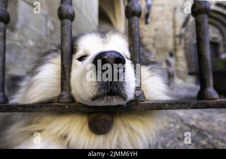 Détail de l'animal de compagnie reposant dans la ville Banque D'Images