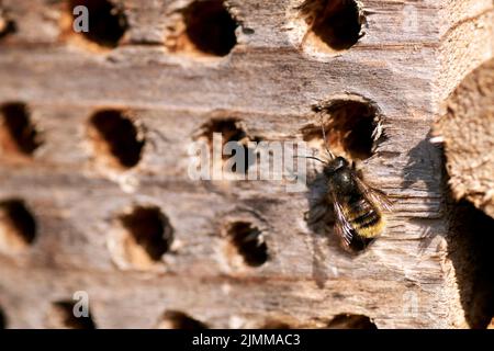 L'hôtel d'insectes dans une haie verte donne une protection et une aide à la nidification aux abeilles et autres insectes.l'hôtel d'insectes dans une haie verte donne p Banque D'Images
