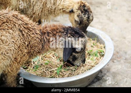 Moutons mangeant de la paille et des feuilles vertes mélangées dans un bol comme une formule d'alimentation biologique pour l'engraissement des moutons. Deux moutons se nourrissent maison en milieu rural. Banque D'Images