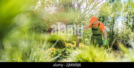 Jardinier masculin professionnel vérifiant l’état de l’arbre dans le jardin de la grande cour paysagée de son client. Entretien et entretien du jardin Banque D'Images