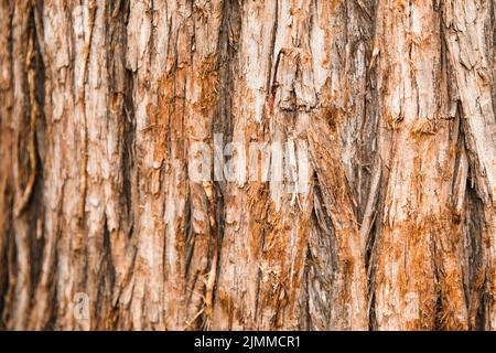 Tronc de l'arbre de la texture close up Banque D'Images