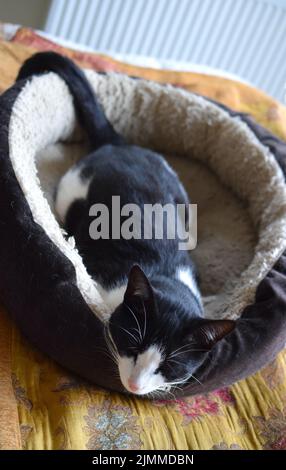 Un chat mignon dormait dans son lit à la maison, photo verticale. Banque D'Images