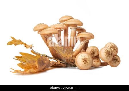 Champignons forestiers du miel Armillaria isolés sur les feuilles de chêne Banque D'Images