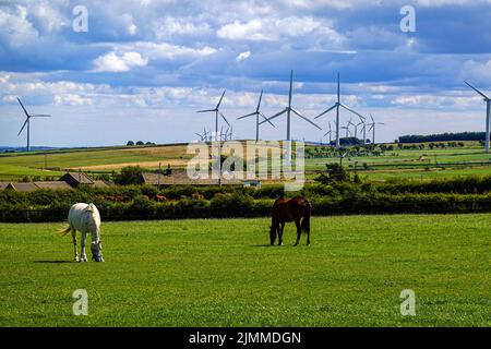 Champs verts avec chevaux près de Royd Moor Windfarm, Barnsley, Huddersfield, West Yorkshire, Royaume-Uni Banque D'Images