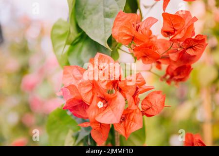 Gros plan sur de belles fleurs de bougainvilliers rouges Banque D'Images