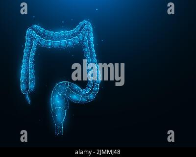 Abstraction illustration vectorielle polygonale du côlon ou du gros intestin sur fond bleu foncé. Système digestif, interne Banque D'Images
