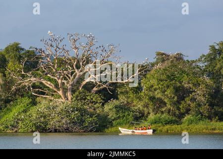 Safari en bateau Banque D'Images