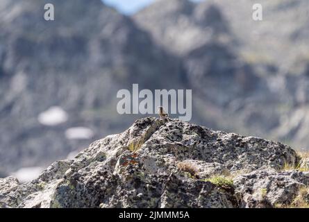 Croquant alpin (Prunella collaris) sur un éperon rocheux Banque D'Images