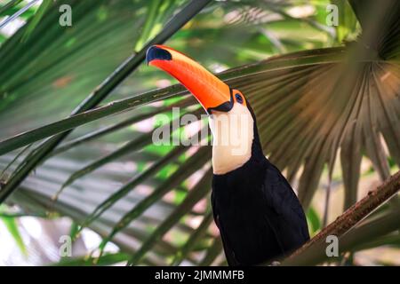 Toco Toucan (oiseau tropical coloré) Banque D'Images