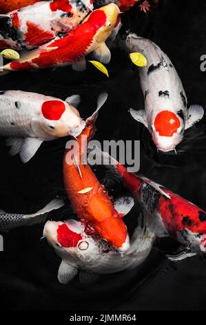 Vue de dessus poissons koï colorés Banque D'Images