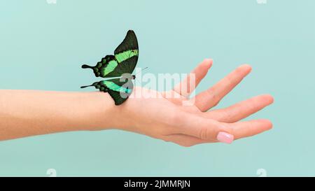 Gros plan papillon main assise Banque D'Images