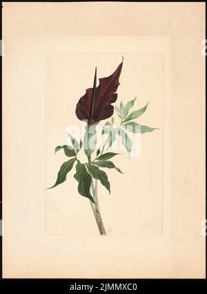 Jacobsthal Johann Eduard (1839-1902), plante exotique (02.07.1883) : contenu du plan N.N. détecté. Aquarelle crayon sur la boîte, 66,7 x 49,4 cm (y compris les bords de numérisation) Banque D'Images