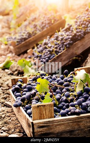 Caisses en bois imbécile de raisins récoltés à l'heure du coucher du soleil du vignoble Banque D'Images