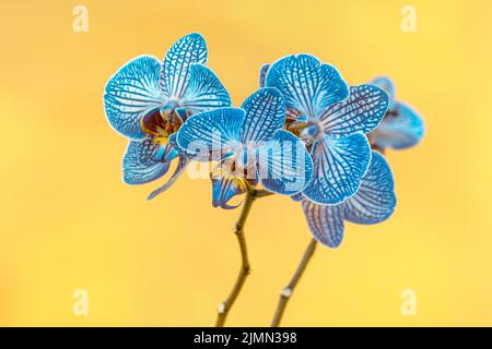 Belle fleur bleue d'orchidée Phalaenopsis Banque D'Images