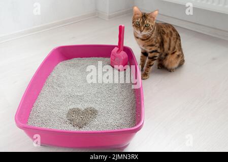 Un cadeau en forme de coeur d'un chat dans un plateau avec remplissage, foyer au premier plan Banque D'Images