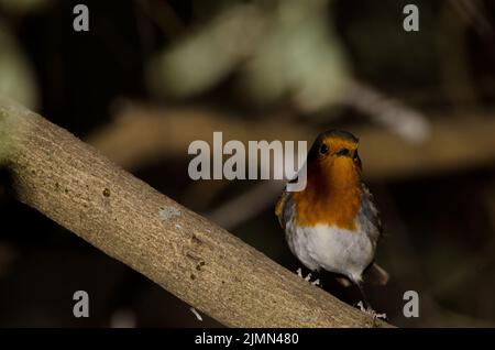 Robin erithacus rubecula superbus sur une succursale. Le parc rural Nublo. Tejeda. Grande Canarie. Îles Canaries. Espagne. Banque D'Images