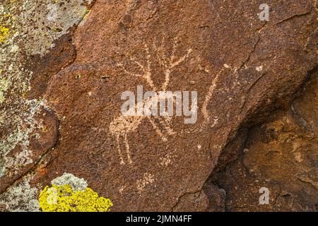 Pétroglyphes de cerfs à la culture de Tuff, district archéologique de Mt Irish, Western locus, monument national de Basin and Range, Nevada, États-Unis Banque D'Images