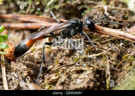 Guêpe de sable à bandes rouges Ammophila sabulosa Banque D'Images