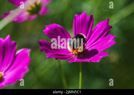 Bumblebee recueille le nectar sur la fleur de cosmos pourpre, copier l'espace Banque D'Images