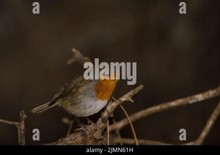 Robin erithacus rubecula superbus sur une succursale. Le parc rural Nublo. Tejeda. Grande Canarie. Îles Canaries. Espagne. Banque D'Images