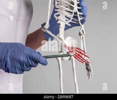 Médecin pointant vers une main squelette avec un point rouge. Douleur des doigts. Anatomie du système squelettique, concept d'éducation médicale. Femme en blouse de laboratoire avec stéthoscope Banque D'Images