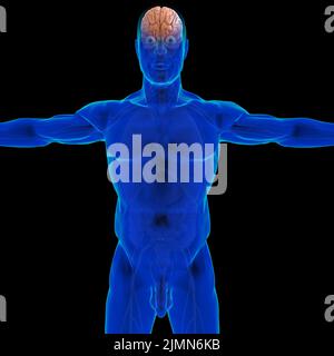 Human Brain Anatomy for Medical concept Illustration 3D Banque D'Images