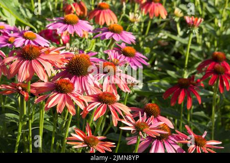 Echinacea fleurs rouges en fleurs pour les insectes et le jardin pour les abeilles Banque D'Images