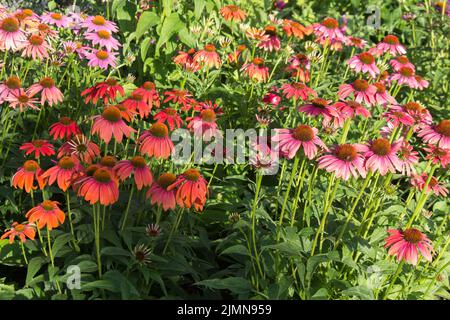 Echinacea fleurs rouges en fleurs pour les insectes et le jardin pour les abeilles Banque D'Images