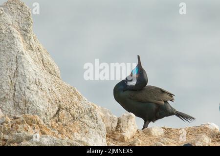 Cormorant de Brandt (Phalacrocorax penicillatus) Banque D'Images