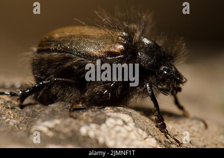 Le coléoptère Tropinota squalida canariensis. Le parc rural Nublo. Tejeda. Grande Canarie. Îles Canaries. Espagne. Banque D'Images