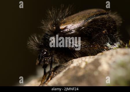 Le coléoptère Tropinota squalida canariensis. Le parc rural Nublo. Tejeda. Grande Canarie. Îles Canaries. Espagne. Banque D'Images