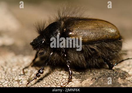 Le coléoptère Tropinota squalida canariensis. Le parc rural Nublo. Tejeda. Grande Canarie. Îles Canaries. Espagne. Banque D'Images