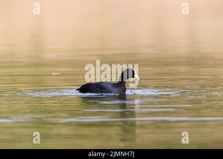 Un coot dans un parc, Ziegeleipark Heilbronn, Allemagne, Europe Banque D'Images