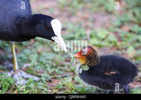 Un coot avec un poussin dans un parc, Ziegeleipark Heilbronn, Allemagne, Europe - Banque D'Images