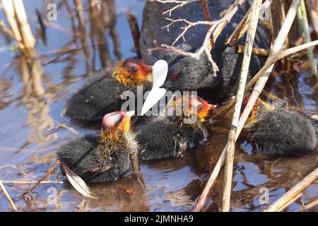 Un coot avec des poussins dans un parc, Ziegeleipark Heilbronn, Allemagne, Europe Banque D'Images